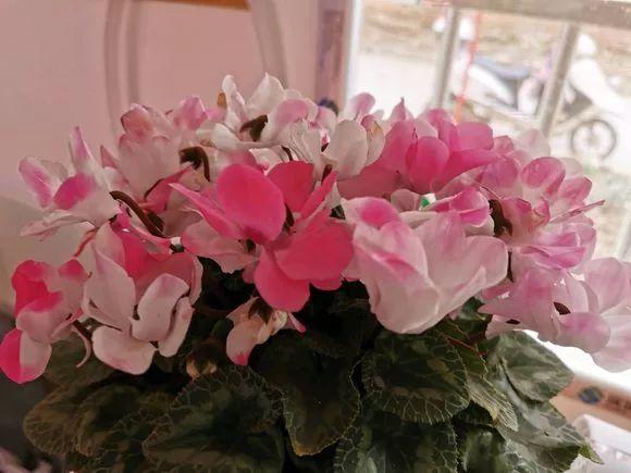 想要让仙客来的植株花大色艳，就得这么养