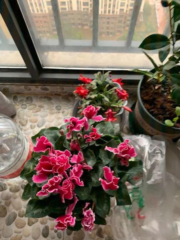 想要让仙客来的植株花大色艳，就得这么养