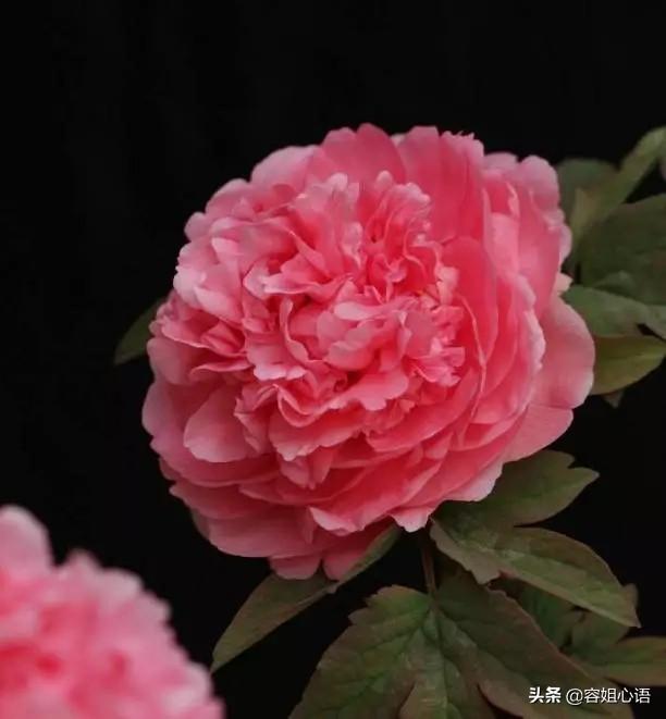 什么时候适合栽种牡丹花？