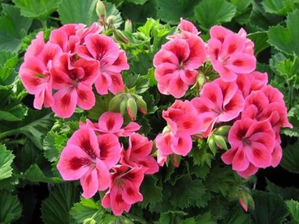 有一种“开花小能手”，一年花期多，花朵好几瓣颜值可真高