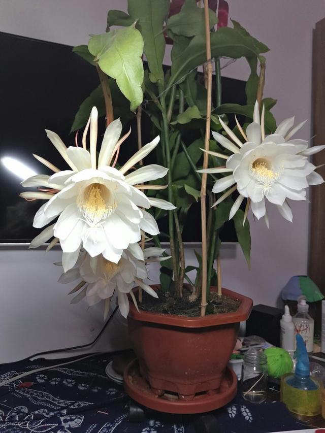 这3种花“爱吃油”，废油盆里倒一点，省花肥开花不担心