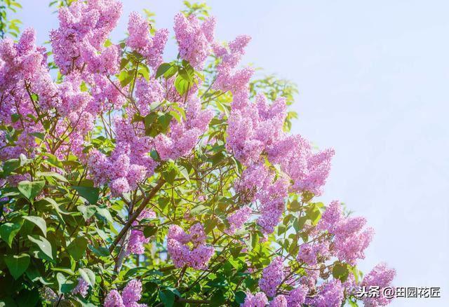丁香花，只能地栽？简单几步，盆栽也能花开绝美，浓香四溢