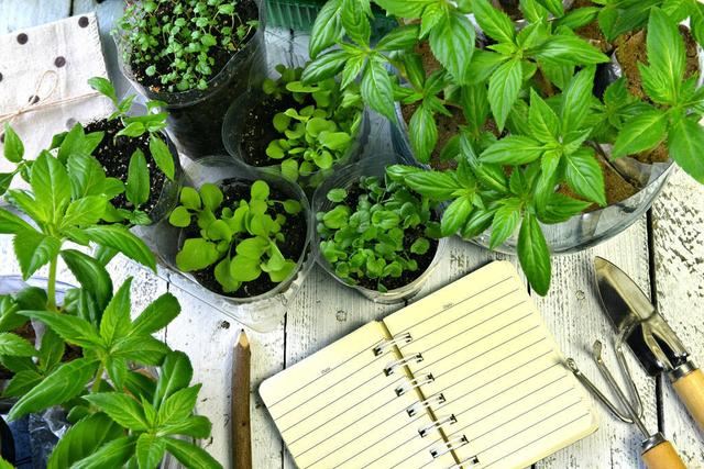 凤仙花色彩鲜艳，学会播种繁殖技巧，以后不用再买指甲油