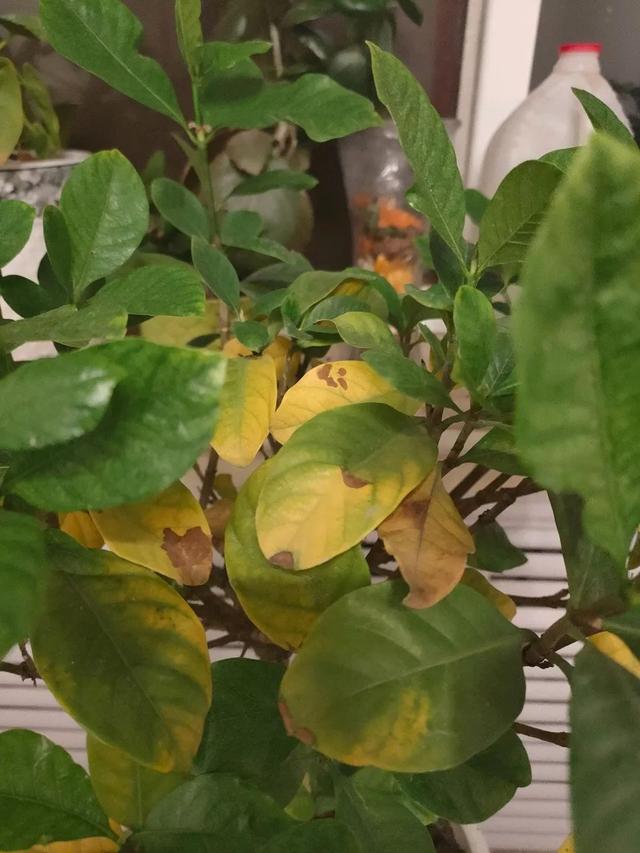 冬天养花常见的几个问题，解决办法全在这儿，赶紧看看吧
