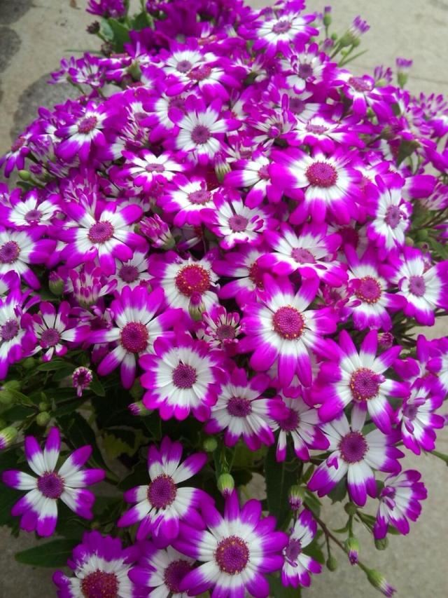 这菊花名叫“富贵菊”，养护简单开花不受限制，新手都能养活