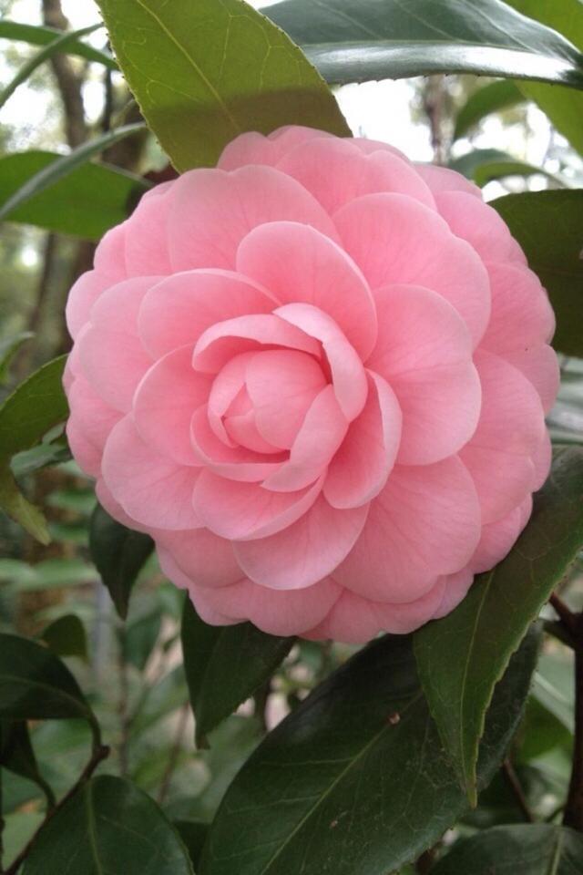 这3种花“爱吃油”，废油盆里倒一点，省花肥开花不担心