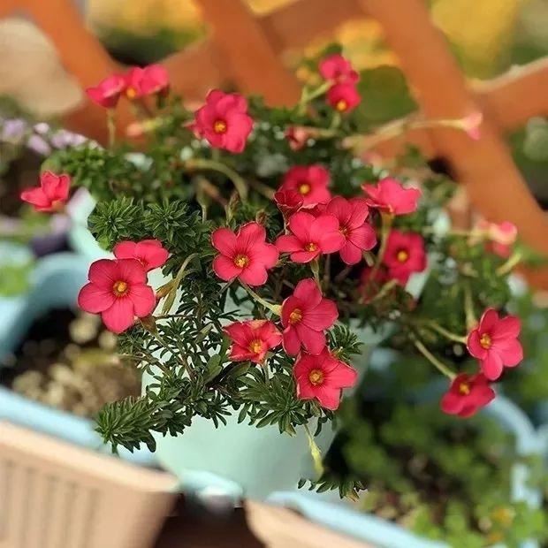 君子兰转盆也要讲究规律，这点不注意，照样乱成“杂草”