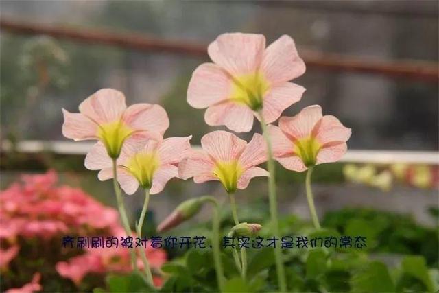 君子兰转盆也要讲究规律，这点不注意，照样乱成“杂草”