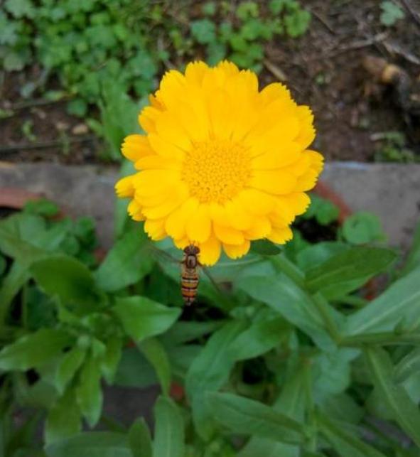 金盏菊黄灿灿的，很喜庆，其实还特别好养，花友也来养一盆吧