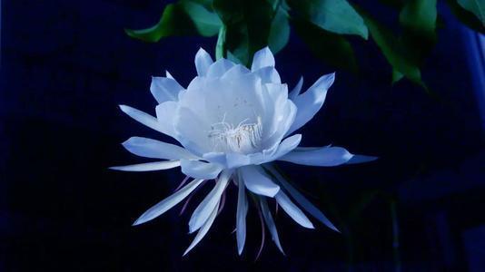 这3种花“爱吃油”，废油盆里倒一点，省花肥开花不担心
