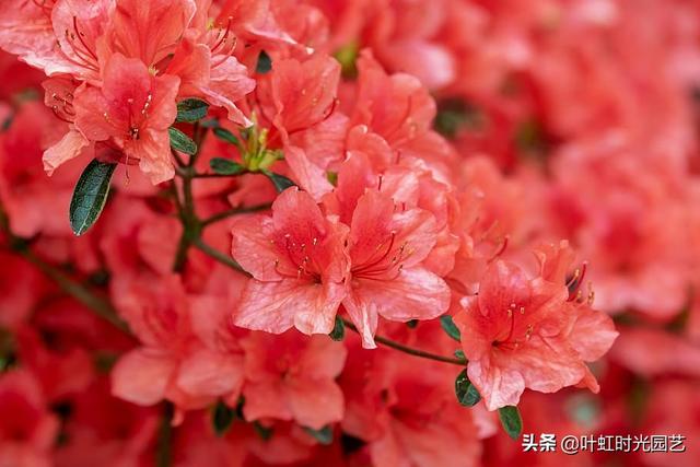 冬季杜鹃花苞不开花？了解这几点，叶茂花繁颜色艳