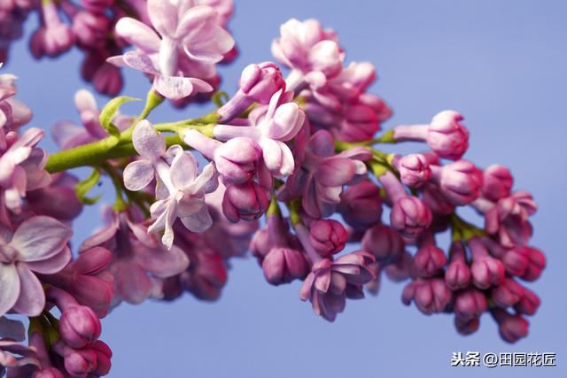丁香花，只能地栽？简单几步，盆栽也能花开绝美，浓香四溢