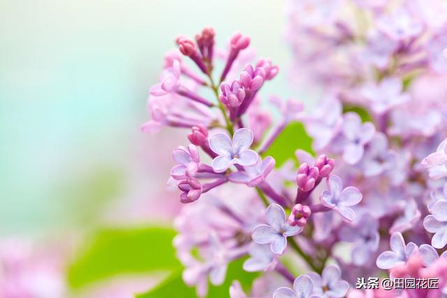 丁香花，只能地栽？简单几步，盆栽也能花开绝美，浓香四溢