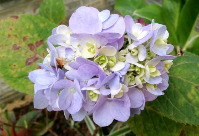 绣球花枝条太多感觉有点挤,盛花期的绣球花可以直接换盆吗? 绣球花枝条太多感觉有点挤,盛花期的绣球花可以直接换盆吗?