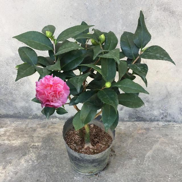 适合冬天养的香妃茶花，到底怎么养护花开又大又香？