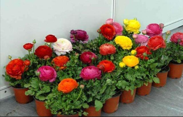 有1种花叫“芹菜花”，花朵硕大又美艳，养在家中好美丽
