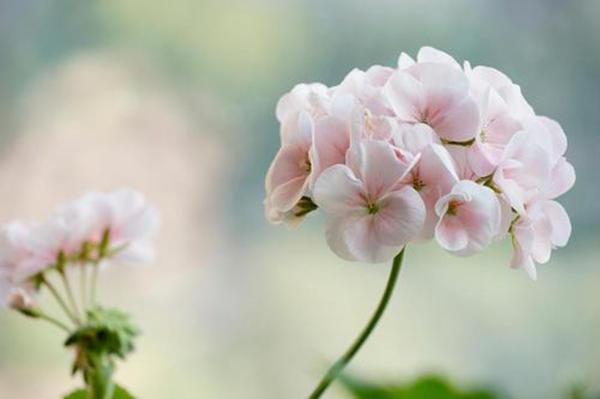 有一种“开花小能手”，一年花期多，花朵好几瓣颜值可真高