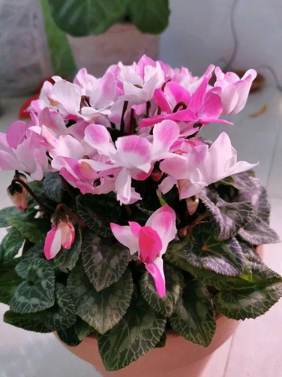 想要让仙客来的植株花大色艳，就得这么养