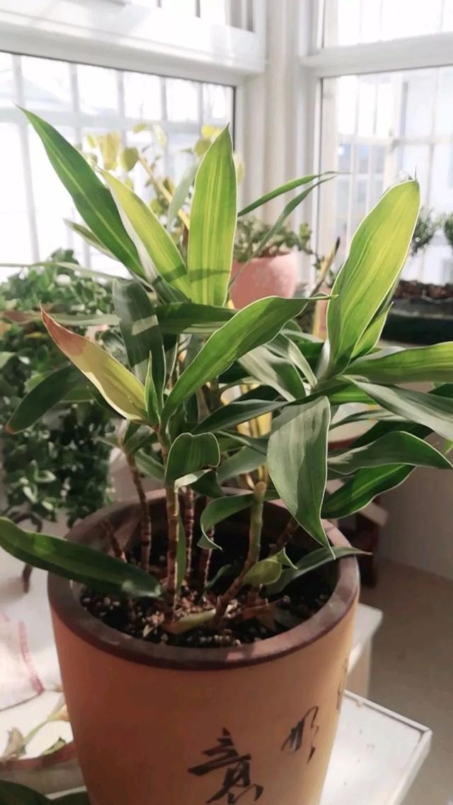 冬天养花常见的几个问题，解决办法全在这儿，赶紧看看吧