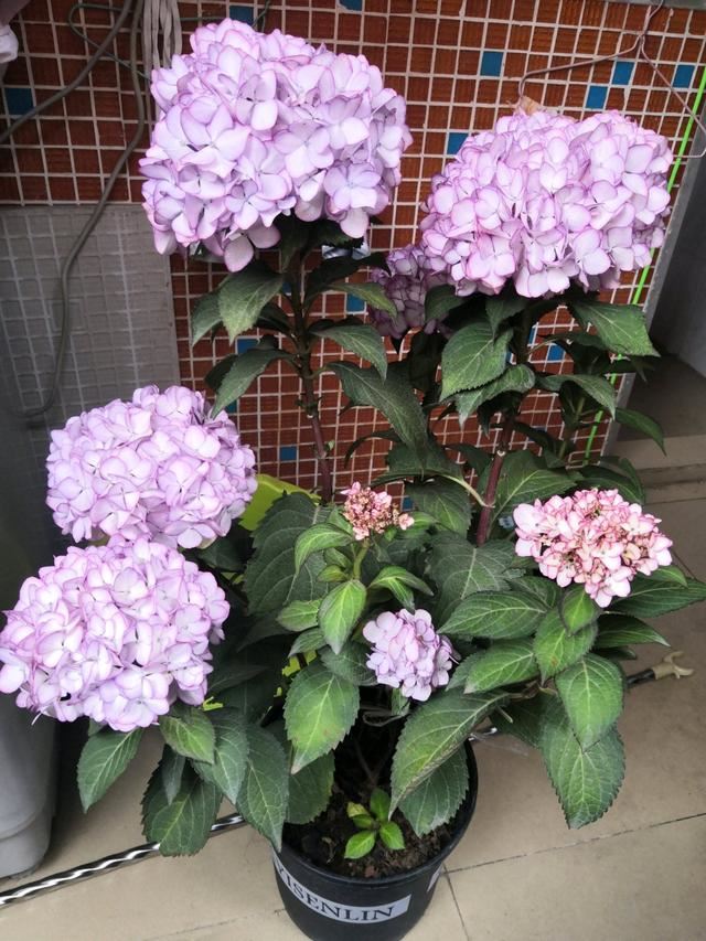 绣球花枝条太多感觉有点挤,盛花期的绣球花可以直接换盆吗? 绣球花枝条太多感觉有点挤,盛花期的绣球花可以直接换盆吗?