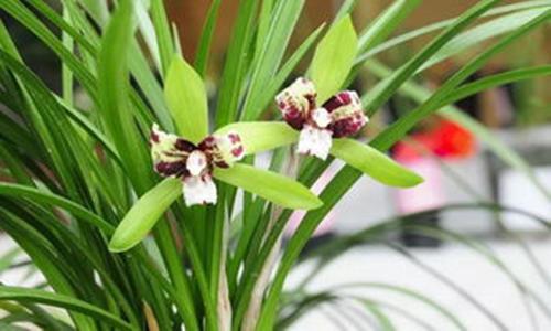 这4种花真难养，掉苞落叶整盆没精神，这样养却能开好几茬