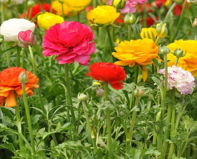 有1种花叫“芹菜花”，花朵硕大又美艳，养在家中好美丽