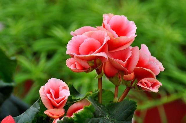 这五种耐阴花，家里光照再不好，也能枝繁叶茂、花开爆盆