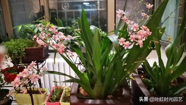 文心兰冬天怎么养？注意这几点，"吉"字花朵芳香又喜庆