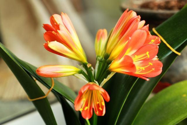 这五种耐阴花，家里光照再不好，也能枝繁叶茂、花开爆盆