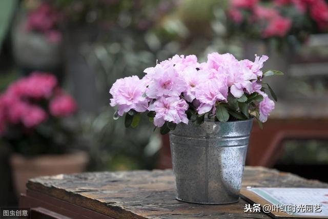 冬季杜鹃花苞不开花？了解这几点，叶茂花繁颜色艳