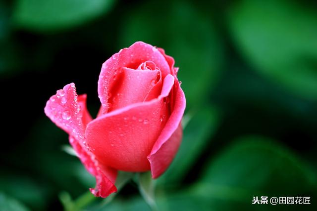 玫瑰花，养护困难，扦插总失败？掌握技巧，成活轻松，花开满盆