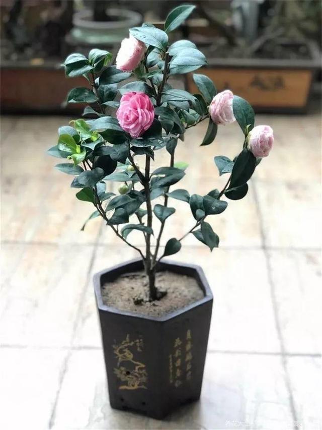 君子兰转盆也要讲究规律，这点不注意，照样乱成“杂草”