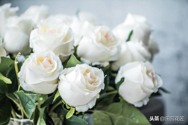 玫瑰花，养护困难，扦插总失败？掌握技巧，成活轻松，花开满盆