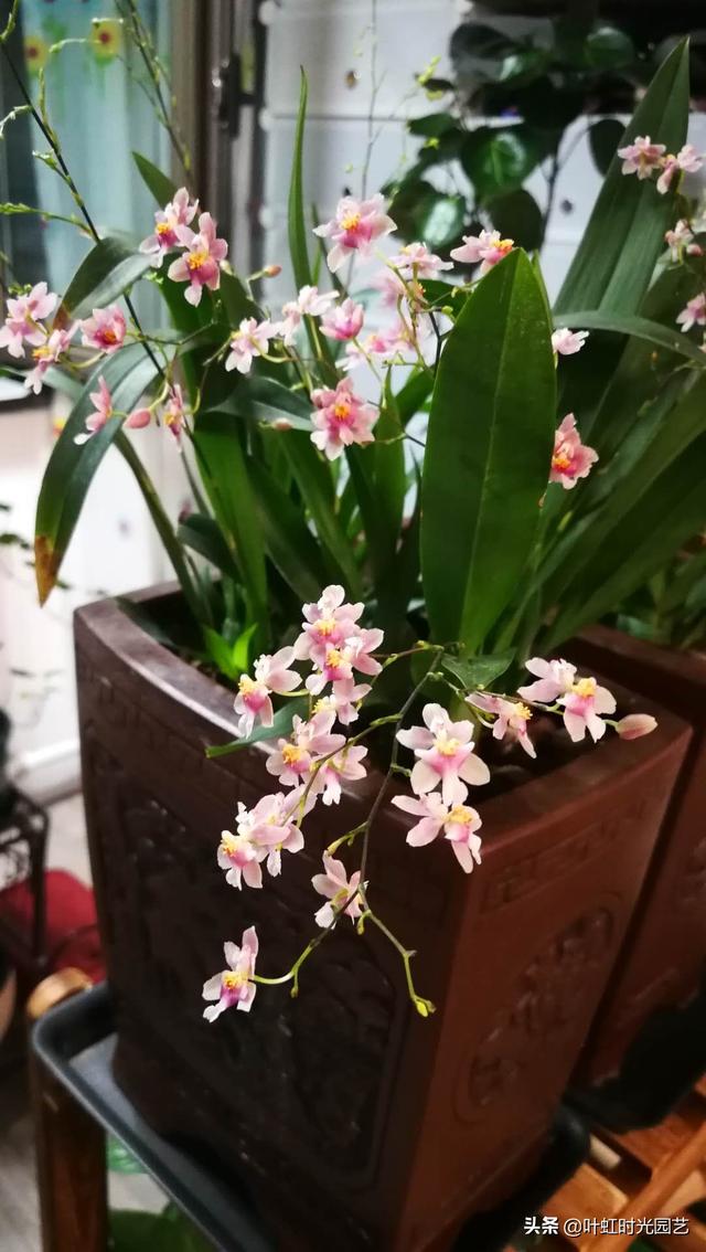 文心兰冬天怎么养？注意这几点，"吉"字花朵芳香又喜庆
