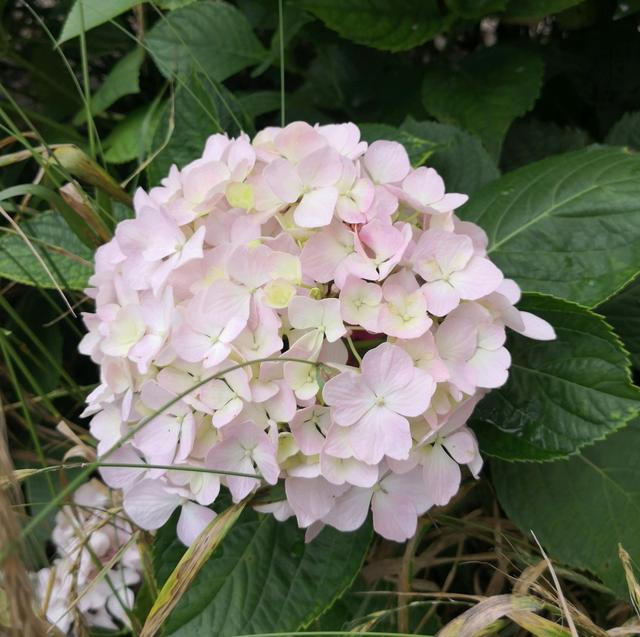 绣球花枝条太多感觉有点挤,盛花期的绣球花可以直接换盆吗? 绣球花枝条太多感觉有点挤,盛花期的绣球花可以直接换盆吗?