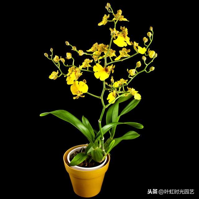 文心兰冬天怎么养？注意这几点，"吉"字花朵芳香又喜庆
