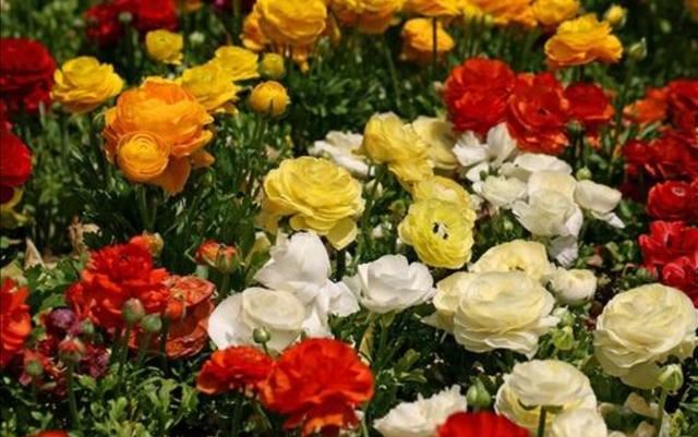 有1种花叫“芹菜花”，花朵硕大又美艳，养在家中好美丽