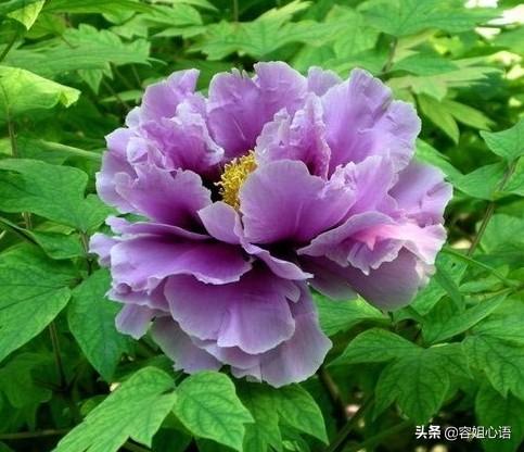 什么时候适合栽种牡丹花？