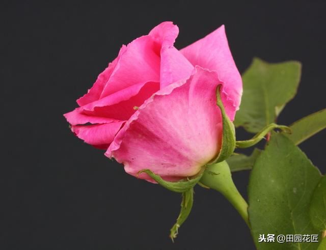 玫瑰花，养护困难，扦插总失败？掌握技巧，成活轻松，花开满盆