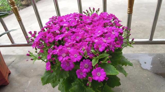 这菊花名叫“富贵菊”，养护简单开花不受限制，新手都能养活