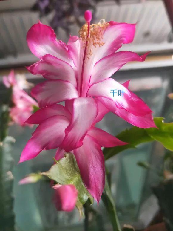 蟹爪兰总掉叶掉花苞？是这几点没做好