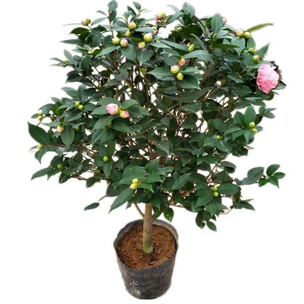 适合冬天养的香妃茶花，到底怎么养护花开又大又香？