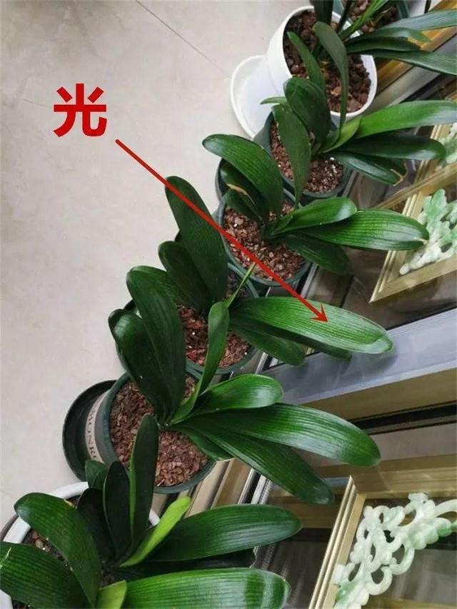 君子兰转盆也要讲究规律，这点不注意，照样乱成“杂草”