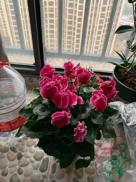 想要让仙客来的植株花大色艳，就得这么养
