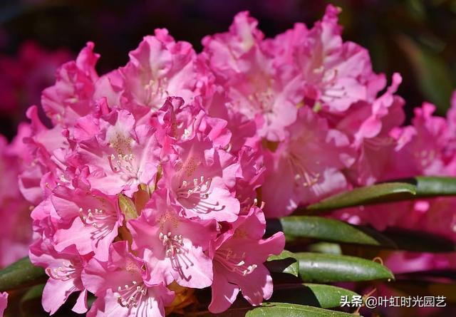冬季杜鹃花苞不开花？了解这几点，叶茂花繁颜色艳