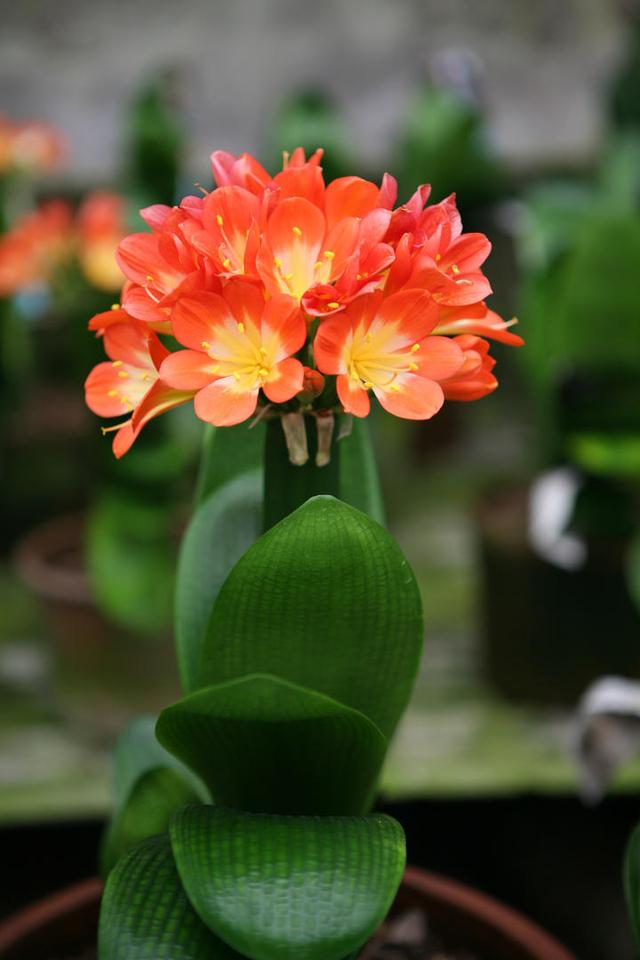 这3种花“爱吃油”，废油盆里倒一点，省花肥开花不担心