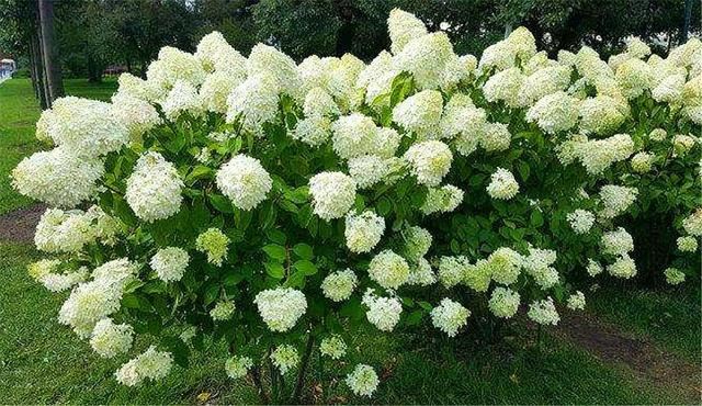 最强悍的绣球花，度夏越冬超简单，花开4个月，轻松开成大花球