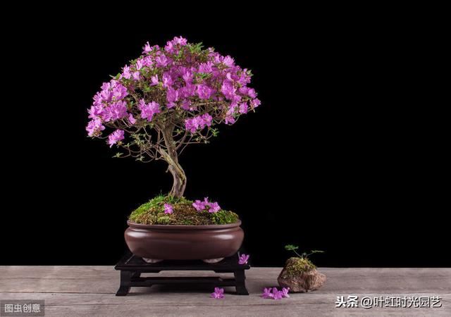 冬季杜鹃花苞不开花？了解这几点，叶茂花繁颜色艳