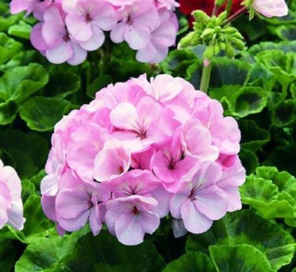 有一种“开花小能手”，一年花期多，花朵好几瓣颜值可真高