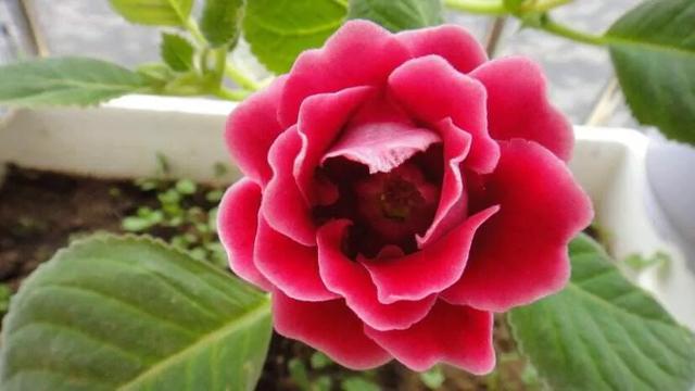它们开花大且艳丽，赶紧入手搬回家